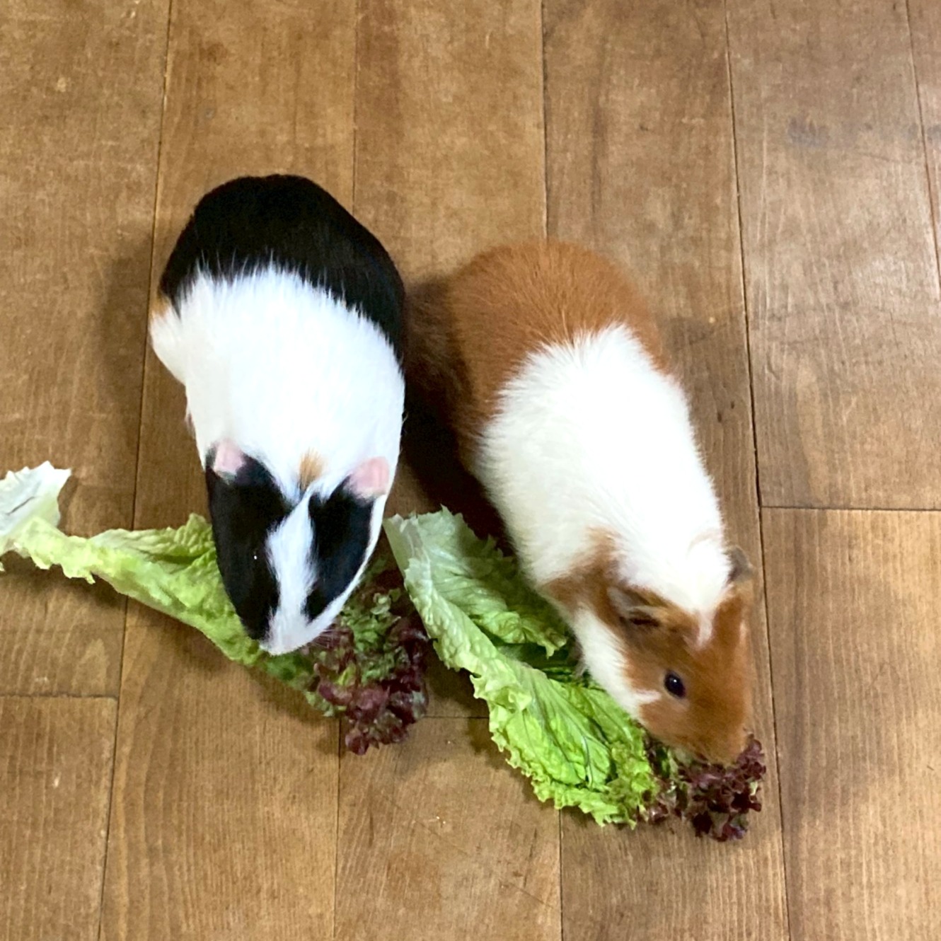 推し活にこれ1本。